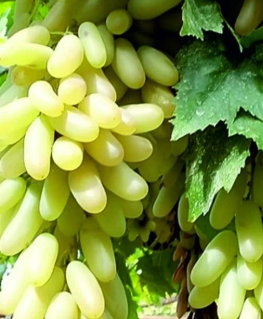 Купить саженцы винограда 3 года сорт дамский пальчик