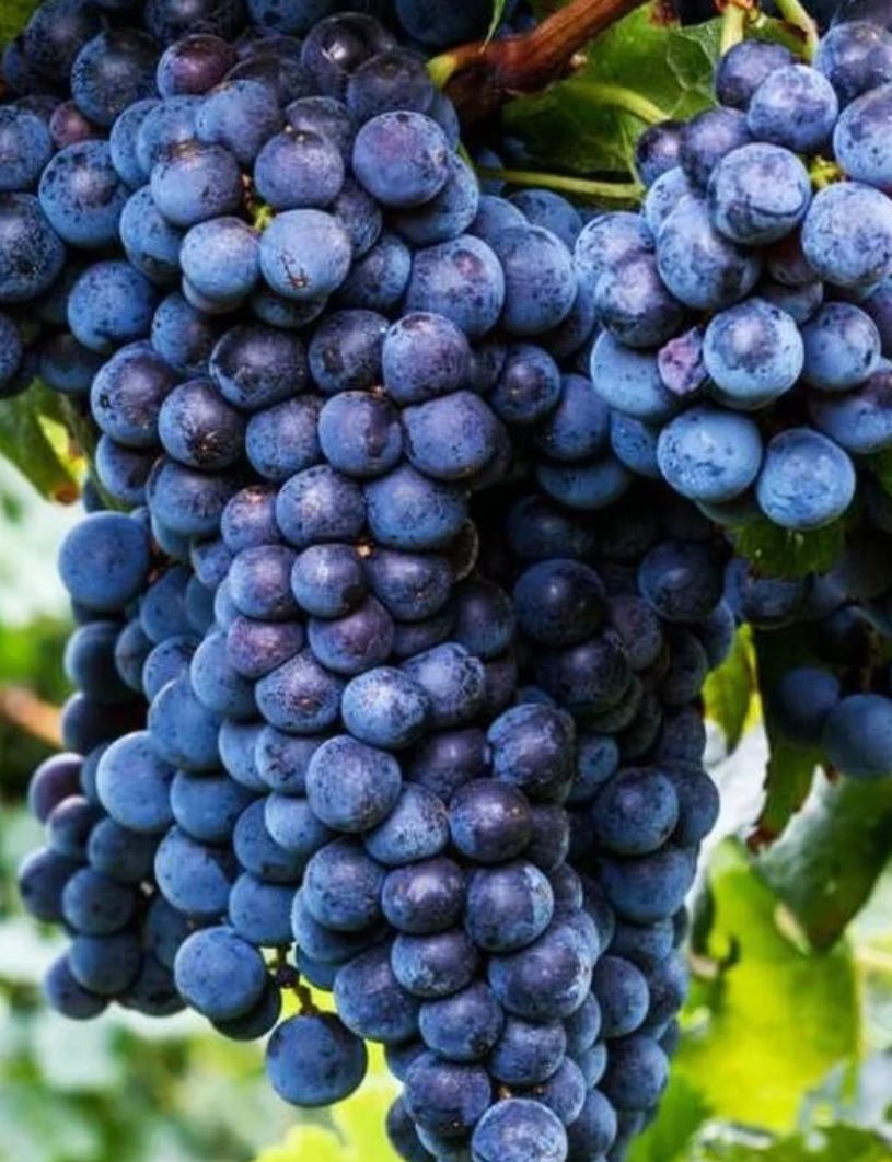 Купить саженцы винограда  4 года сорт изабелла