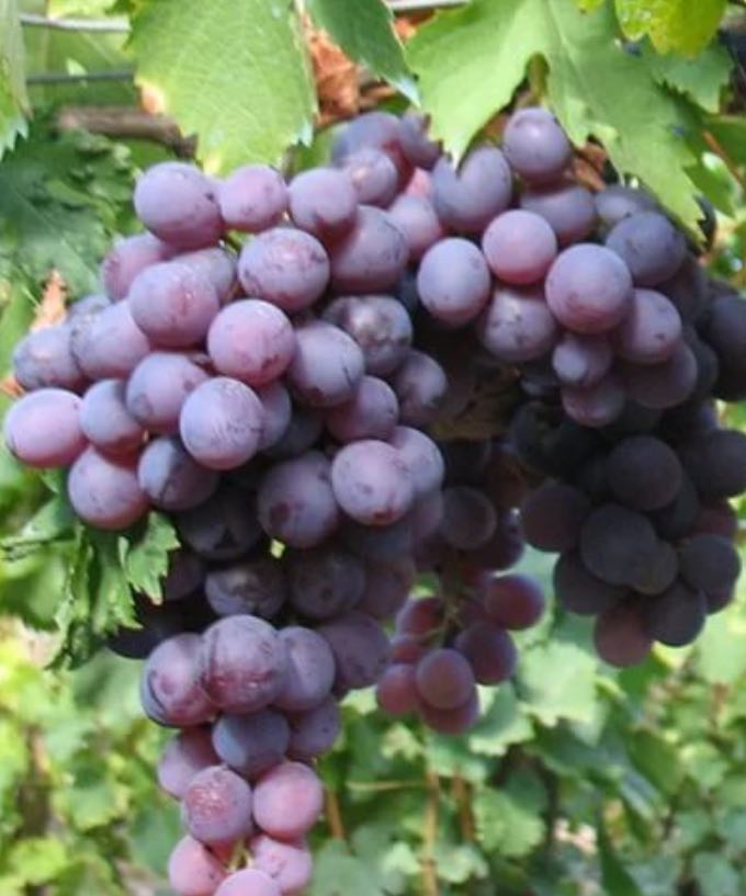 Купить саженцы виноград 3 года сорт кардинал