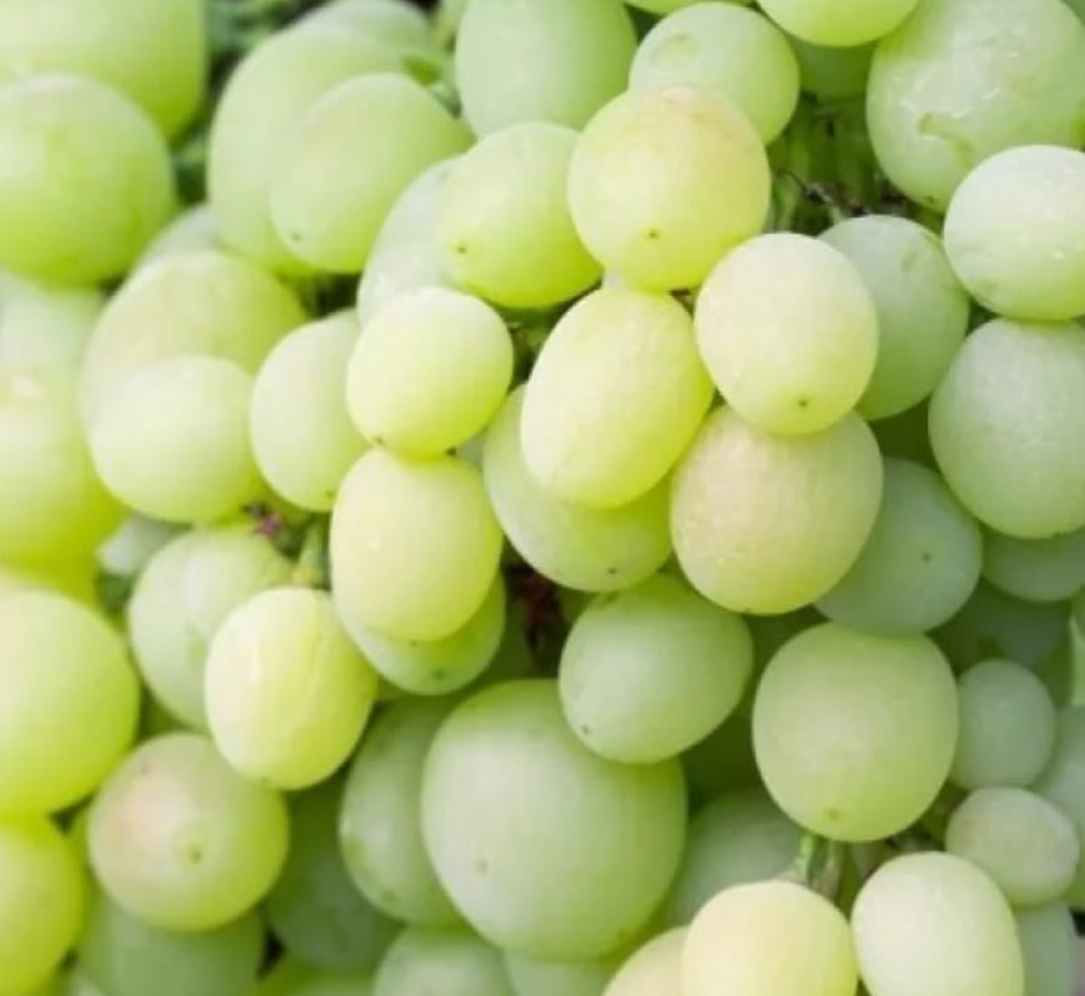 Купить саженцы виноград 3 года сорт кеша