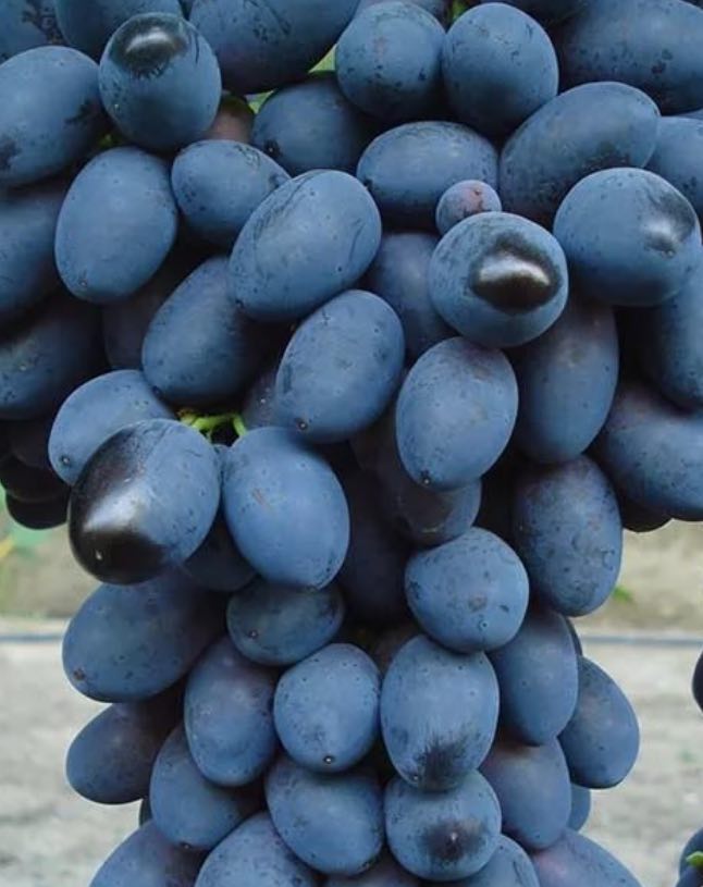 Купить саженцы виноград 3 года сорт кодрянка