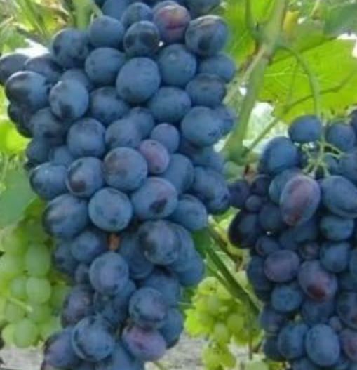 Купить саженцы виноград 3 года сорт кубань