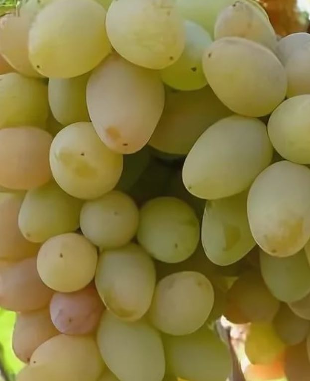 Саженцы винограда 3 года сорт ляна