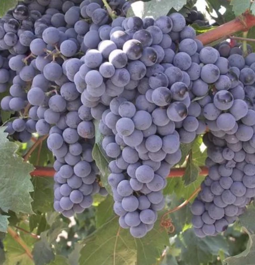 купить саженцы винограда 3 года сорт молдова