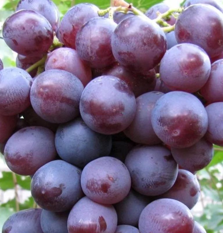 купить саженцы винограда 3 года сорт низина