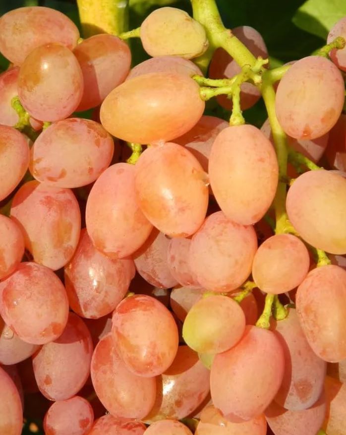 Купить саженцы кишмиш 3 года сорт лучистый