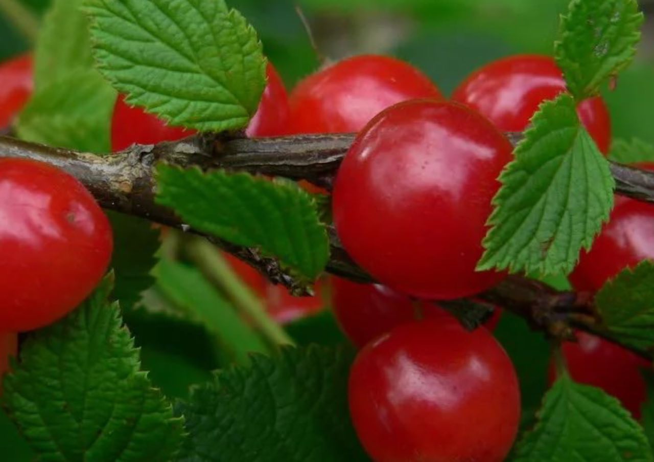 Купить саженцы войлочной вишни 6 лет сорт восторг