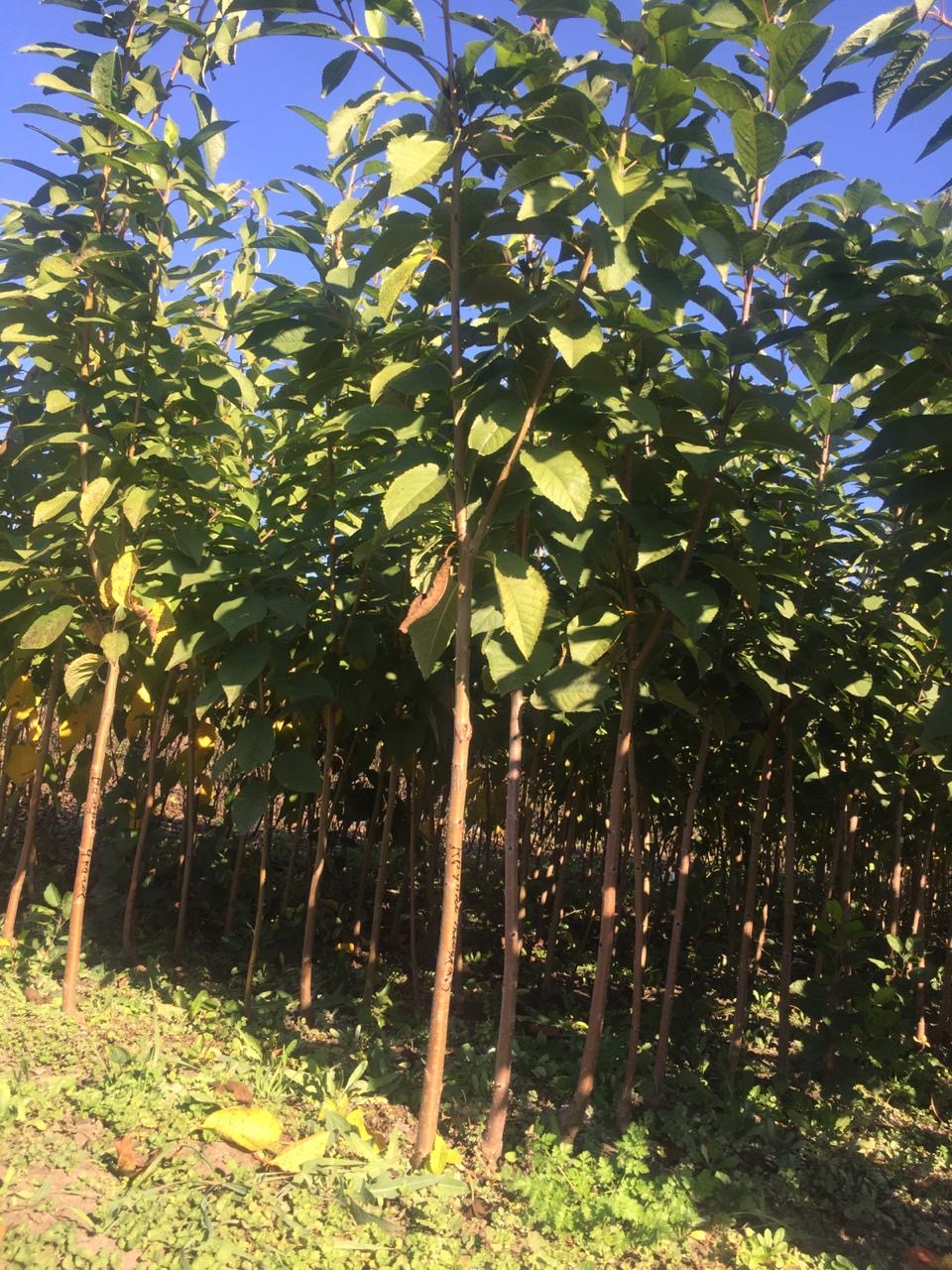 плодовые деревья домодедово