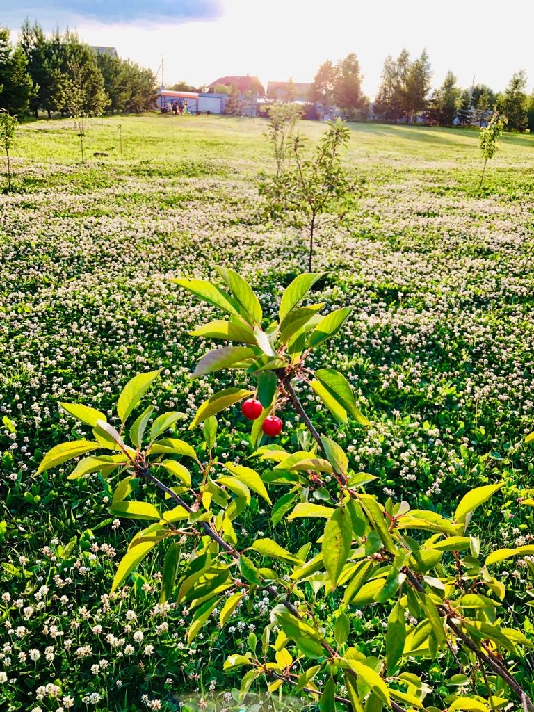 питомника садовых растений кольцово