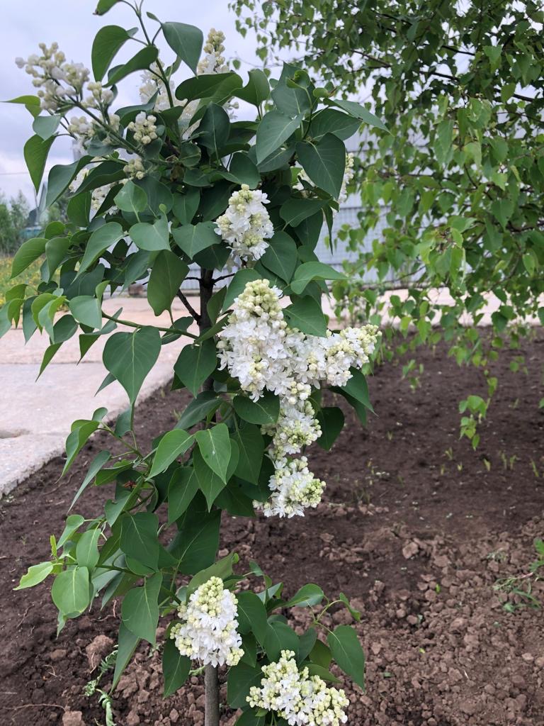 питомника садовых растений кольцово