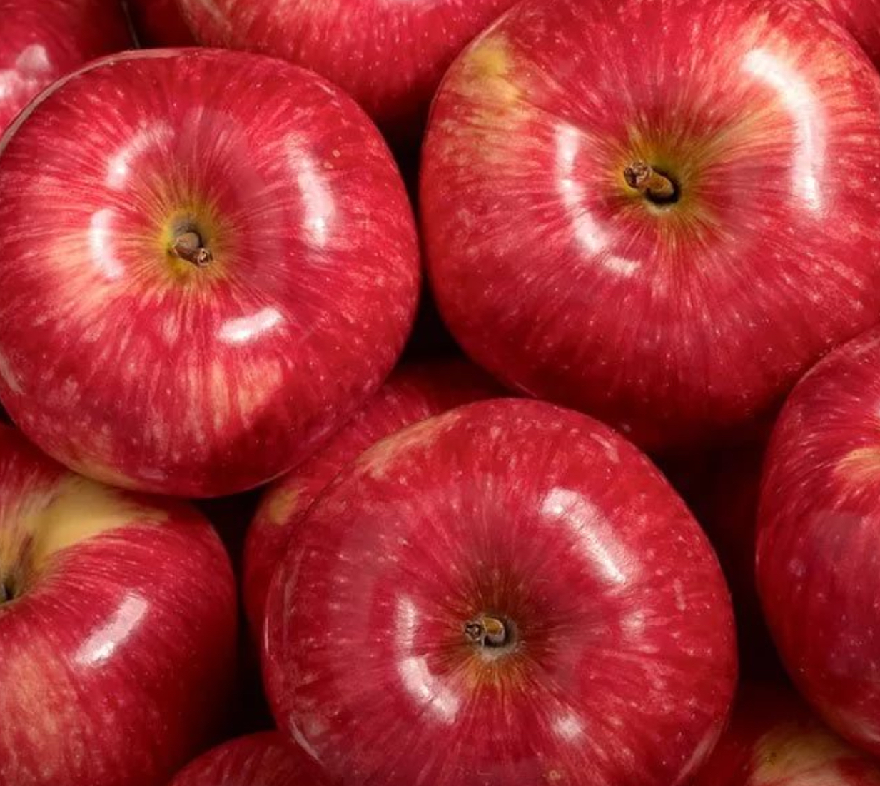 саженцы яблони мантет