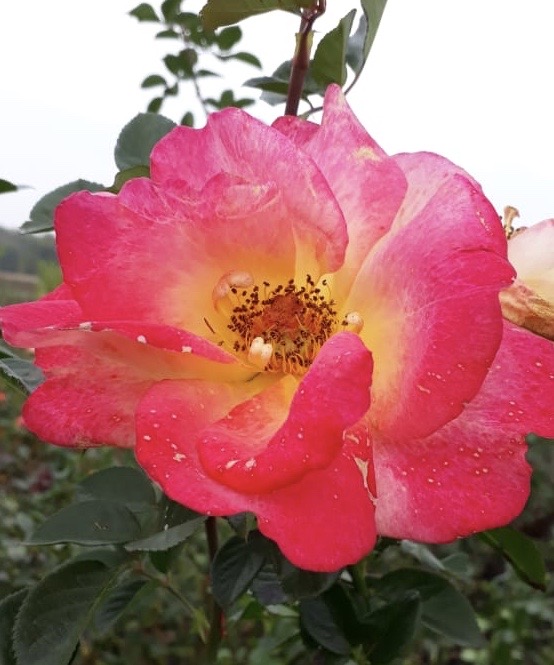 купить розы 5 лет пятилетка