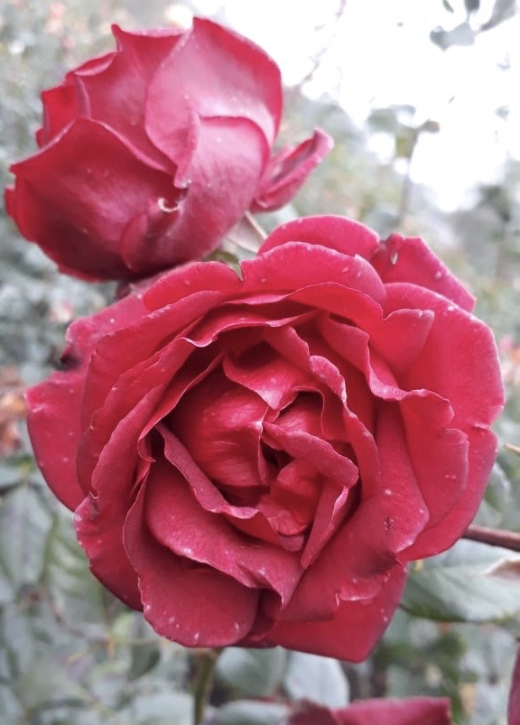 купить розы 5 лет пятилетка