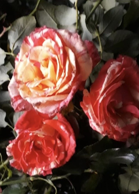 купить розы 5 лет пятилетка