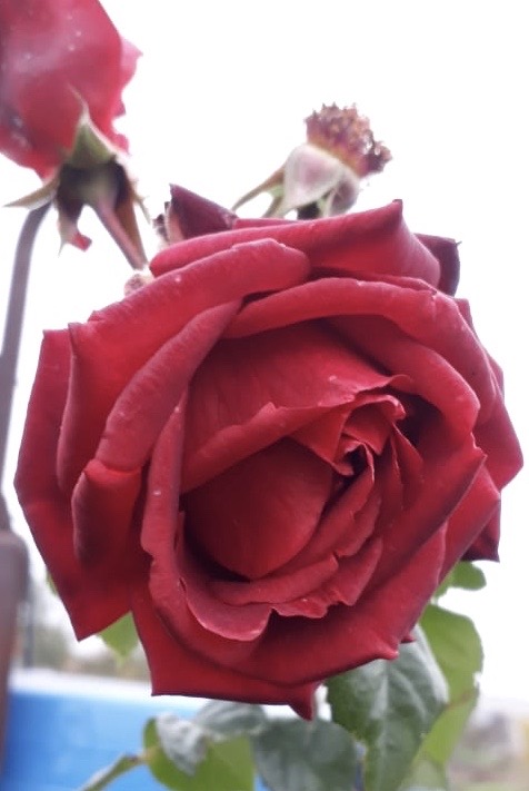 купить розы 5 лет пятилетка