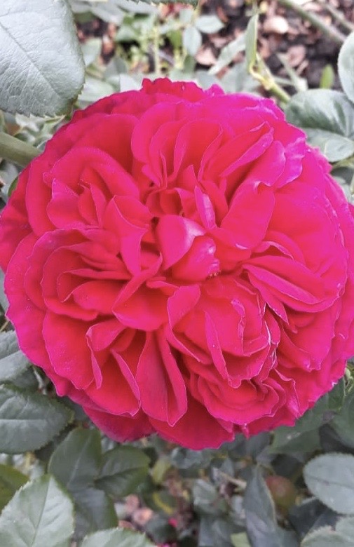 купить розы 5 лет пятилетка