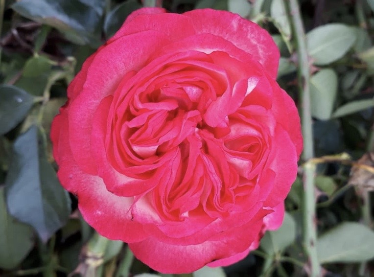 купить розы 5 лет пятилетка