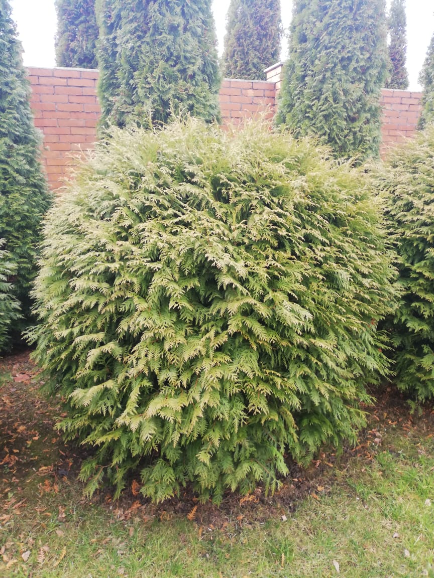 питомника садовых растений кольцово