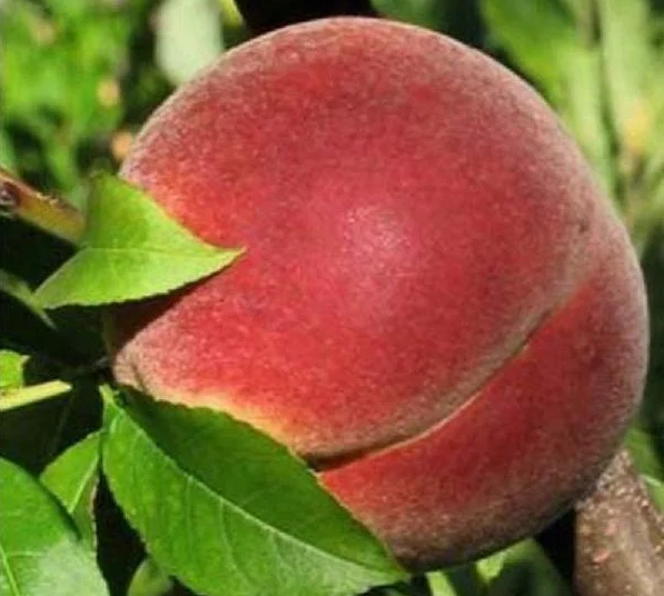 Купить саженцы персика сорт сибиряк 6 лет