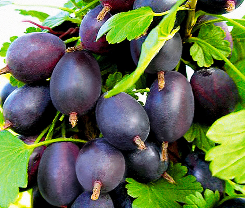 Купить саженцы крыжовника 4 года