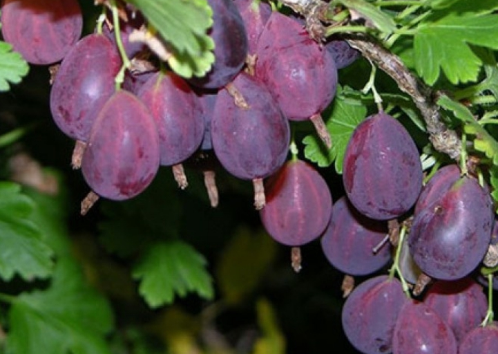 Купить саженцы крыжовника 4 года