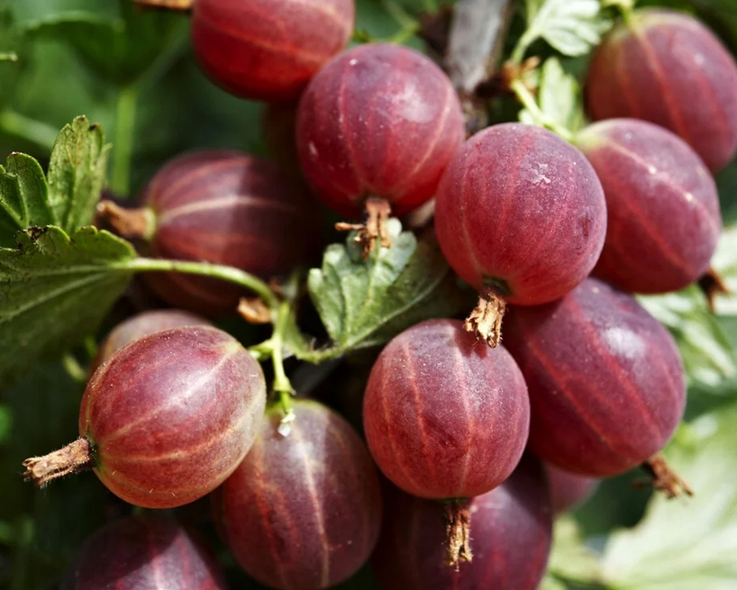 Купить саженцы крыжовника 4 года