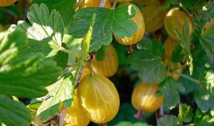 Купить саженцы крыжовника 4 года