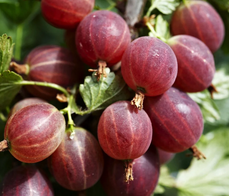 Купить саженцы крыжовника 4 года