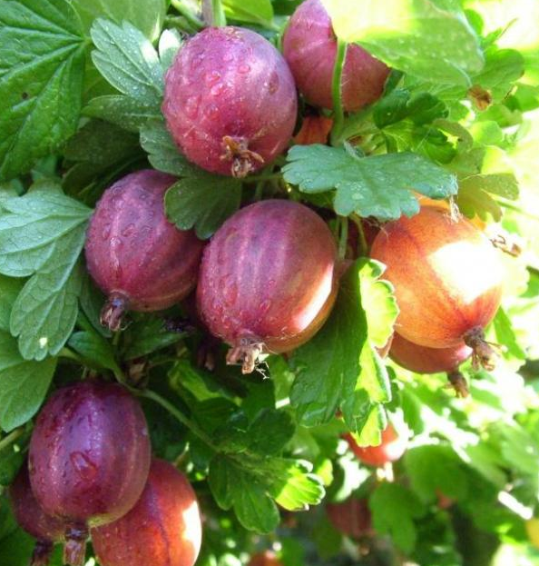 Купить саженцы крыжовника 4 года