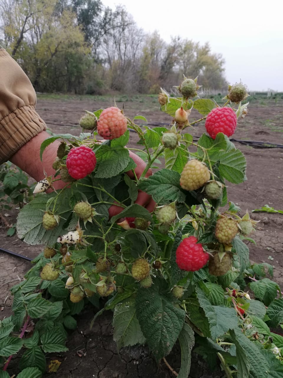 Питомник садовых растения Кольцово