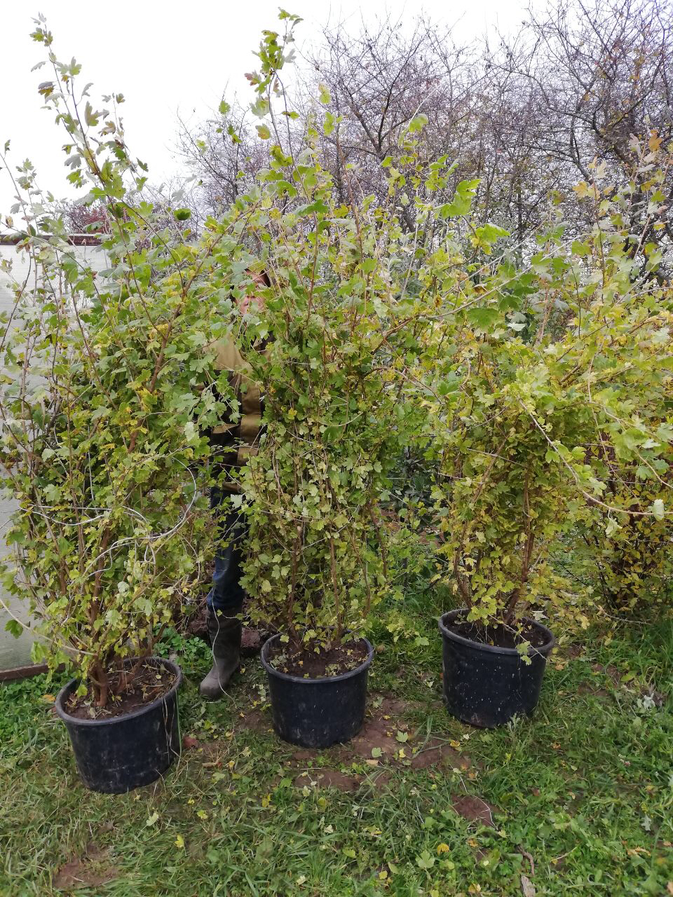 Питомник садовых растения Кольцово