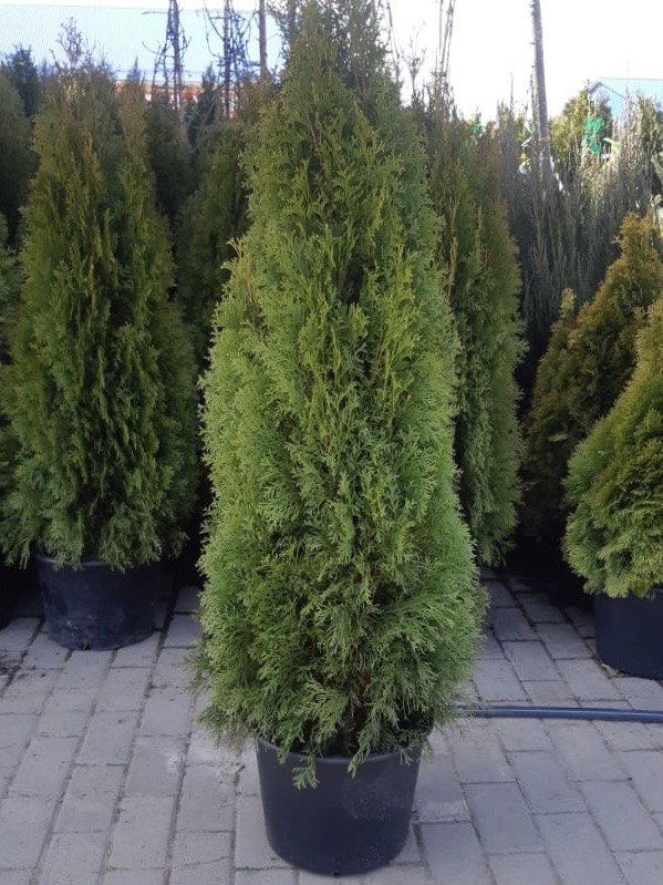саженцы хвойниые растения