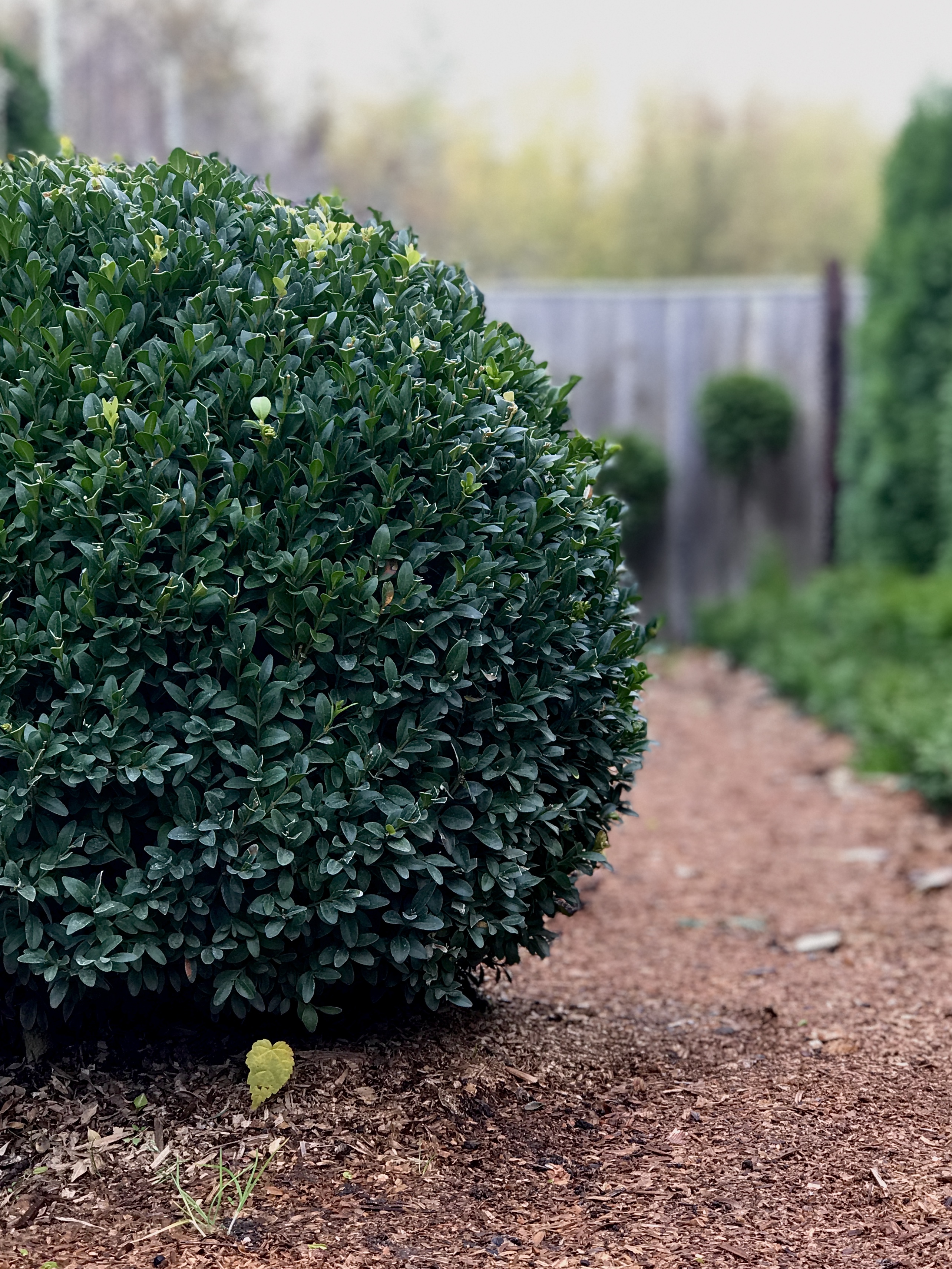 саженцы декоративные растения