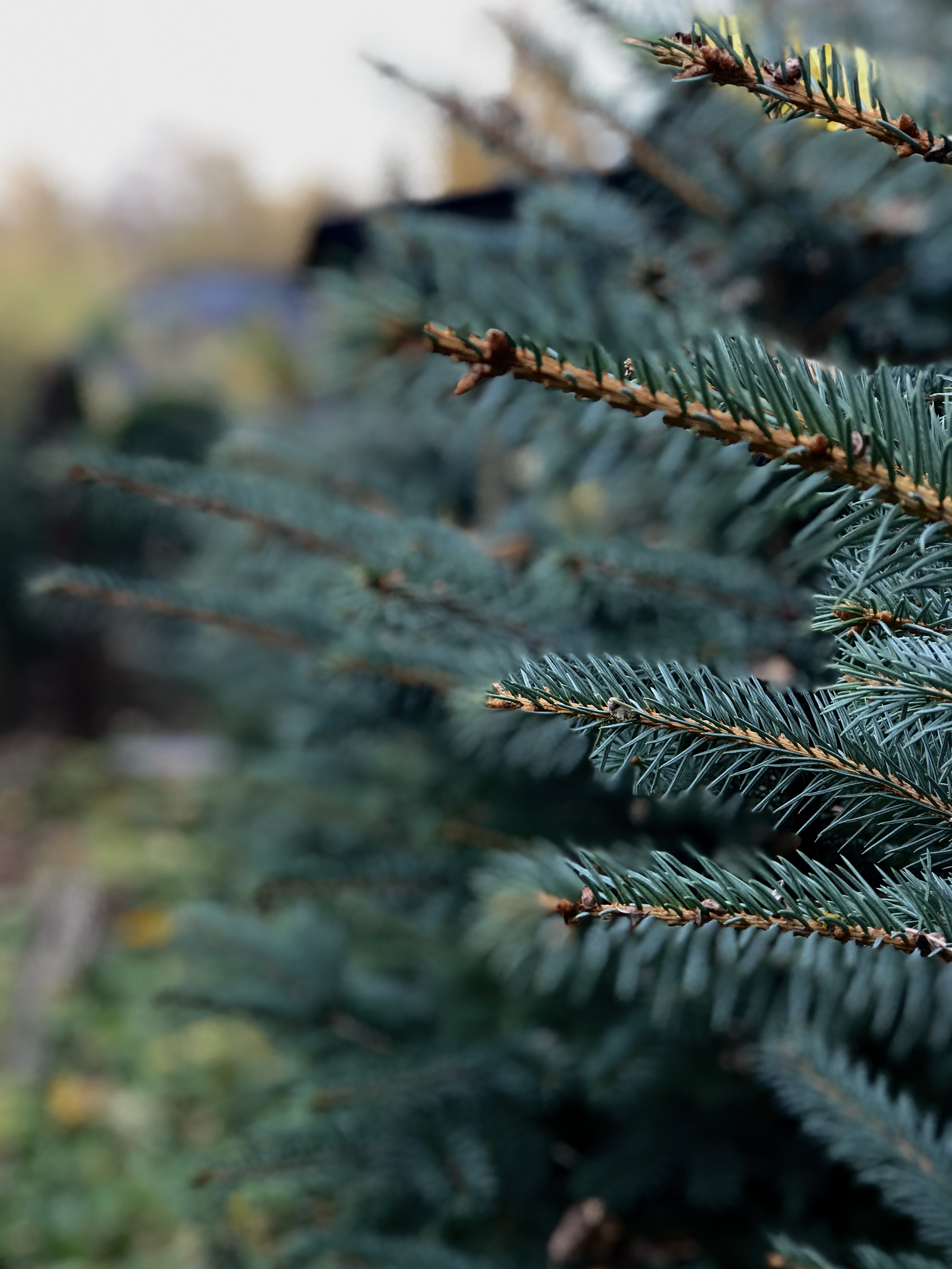 саженцы хвойниые растения