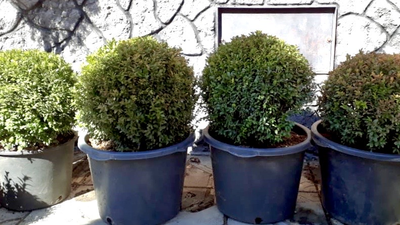 купить самшит в питомнике 