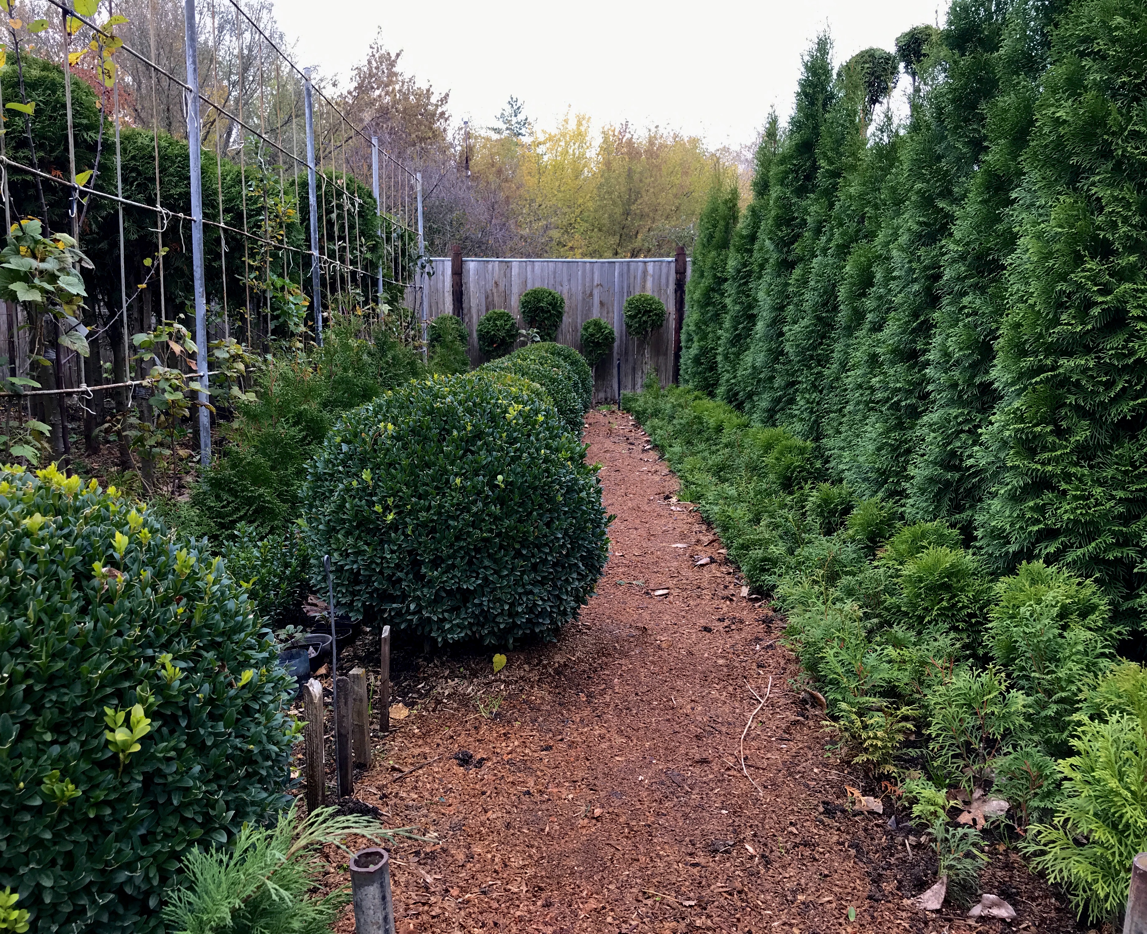 саженцы хвойниые растения