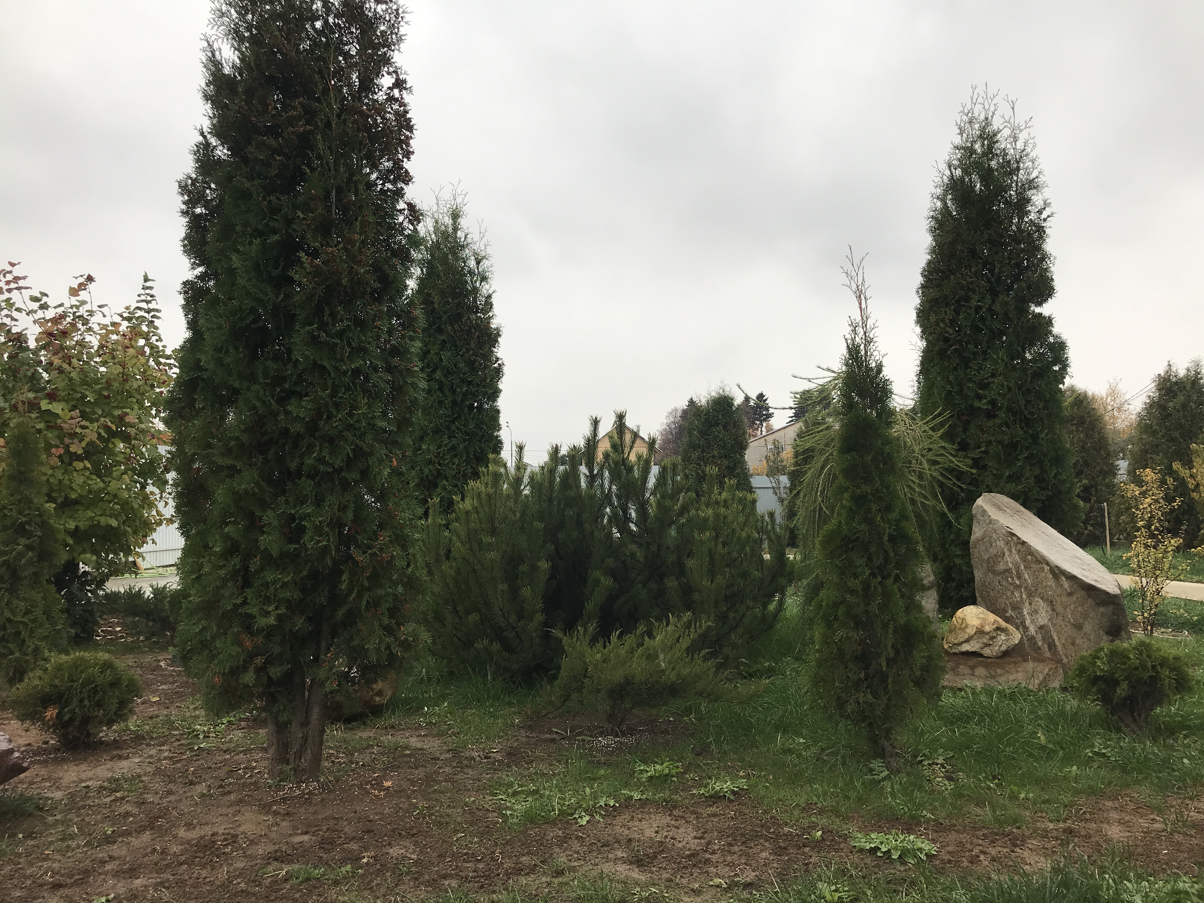 купить туя смарагд