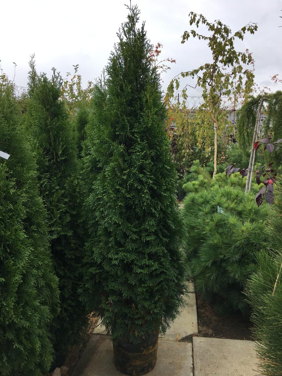 купить туя смарагд