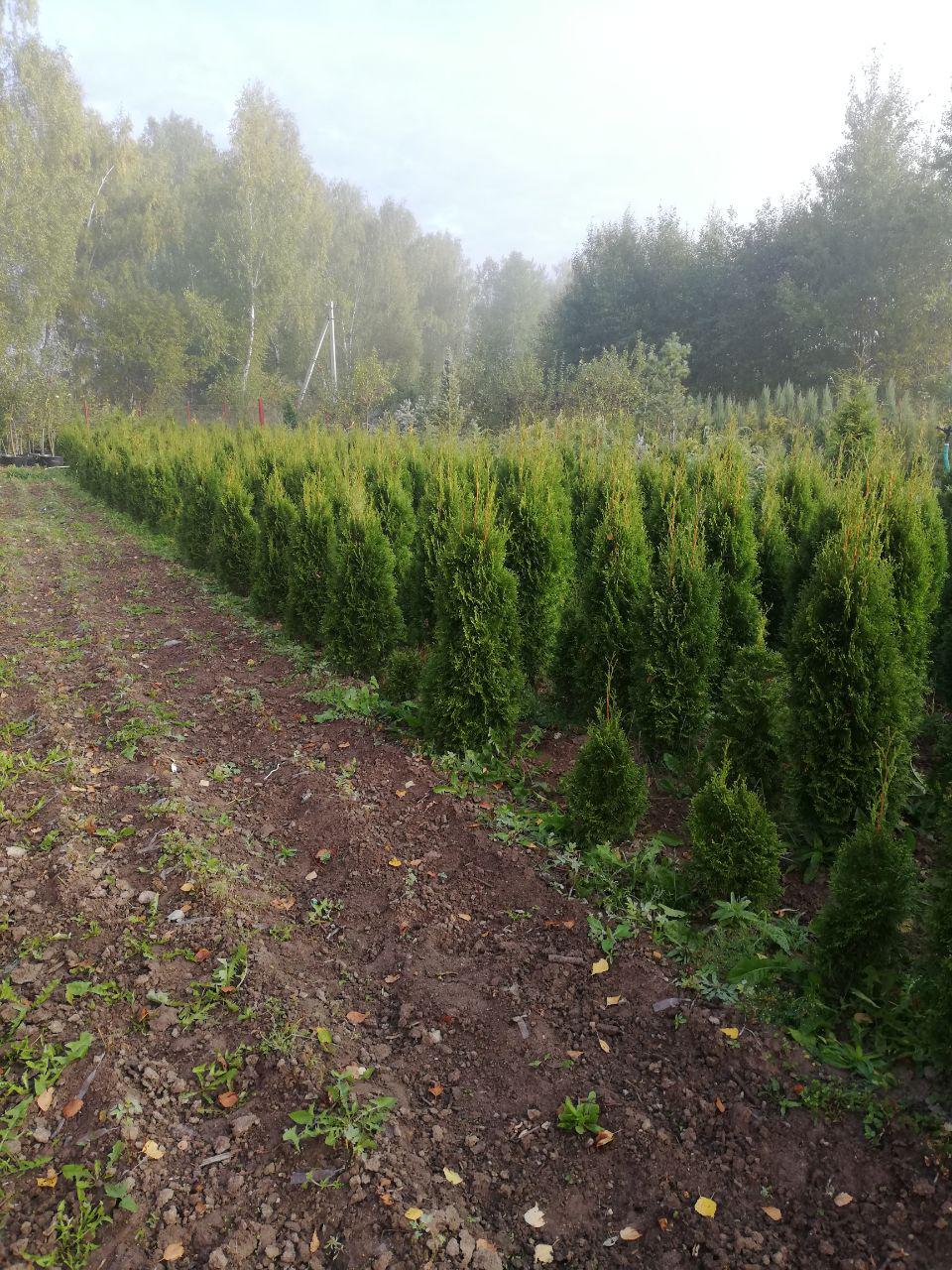 саженцы хвойниые растения