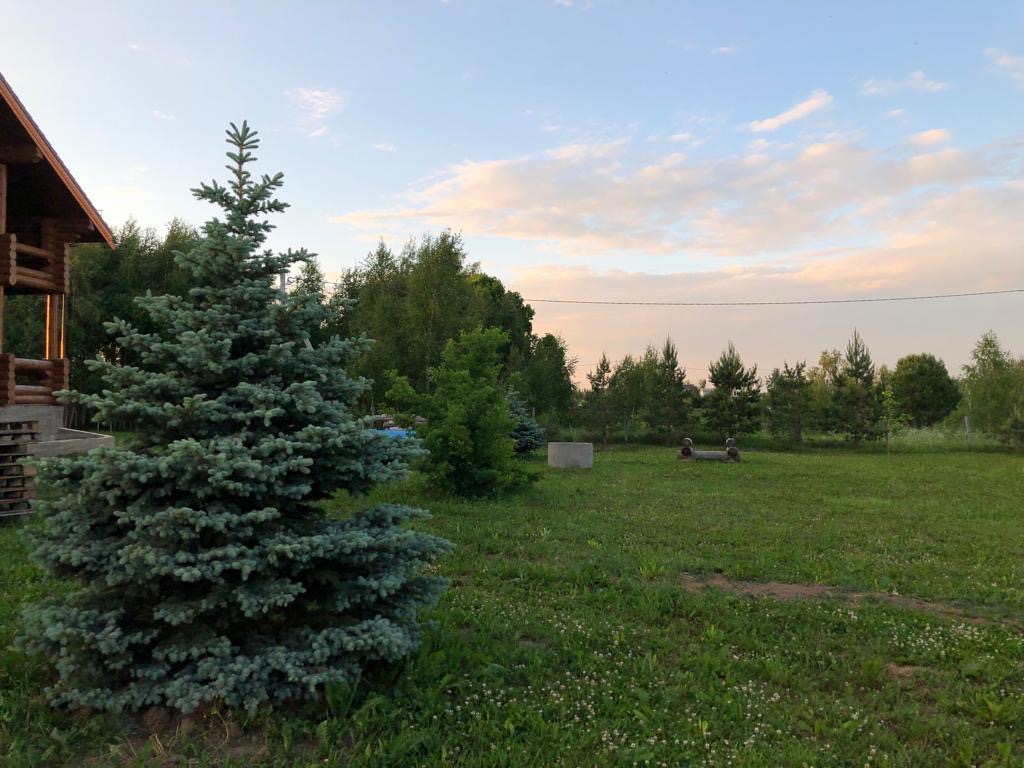 саженцы хвойниые растения