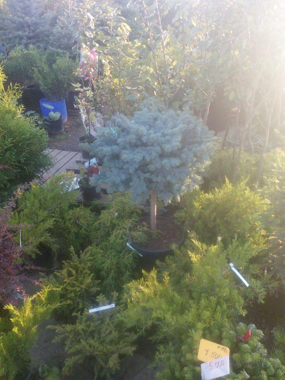 купить ель голубую в питомнике
