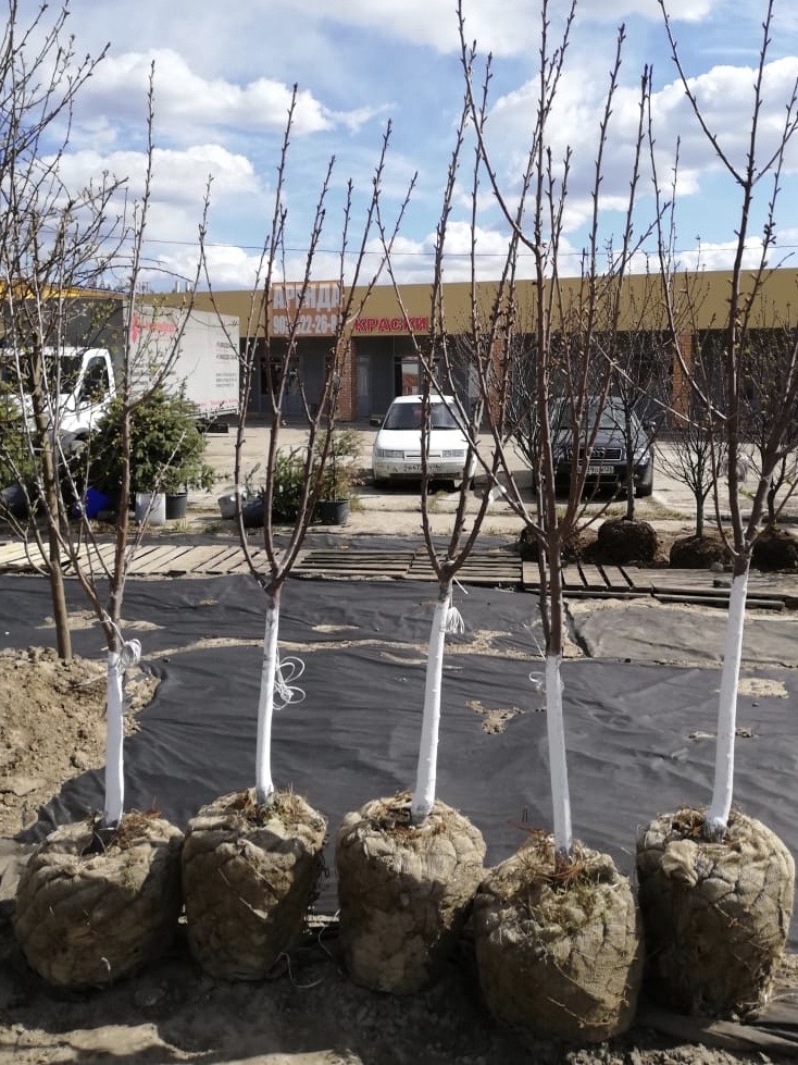 плодовые деревья крупномеры 