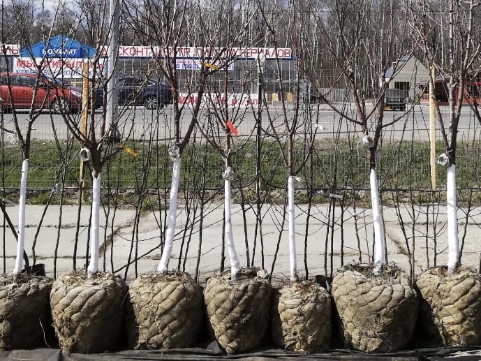 саженцы крупномеры в комах