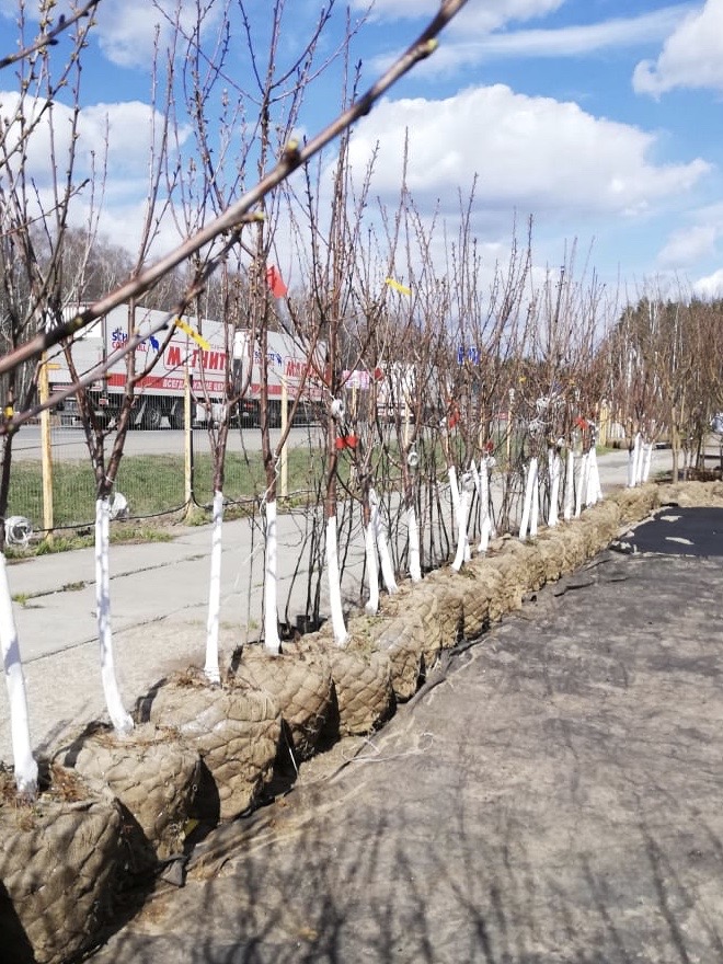 саженцы черешни 5 6 7 лет