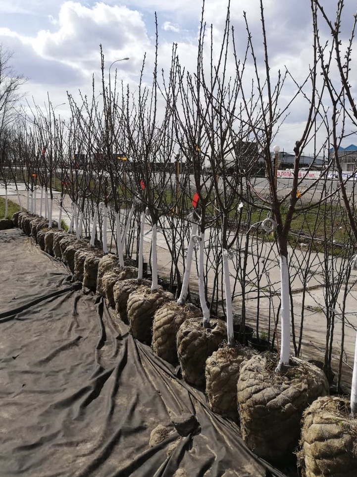 саженцы черешни 5 6 7 лет