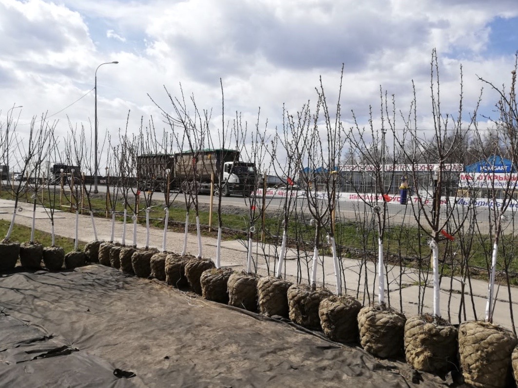 саженцы черешни 5 6 7 лет