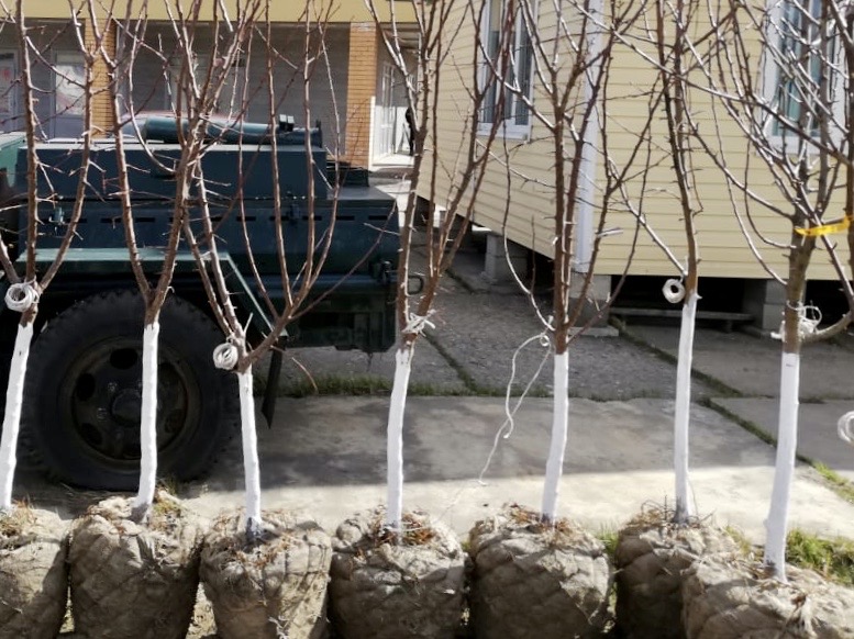 саженцы черешни 5 6 7 лет