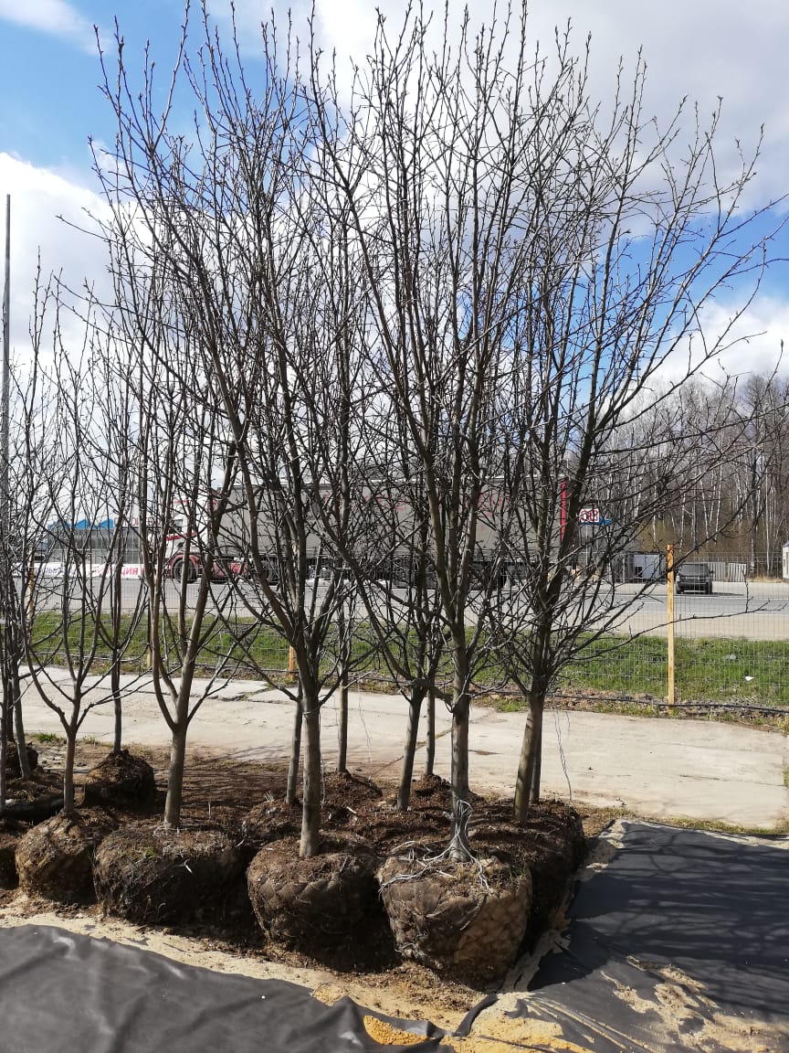 саженцы черешни 5 6 7 лет