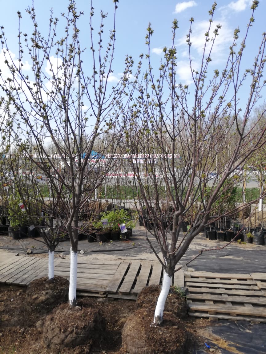 плодовые деревья крупномеры 