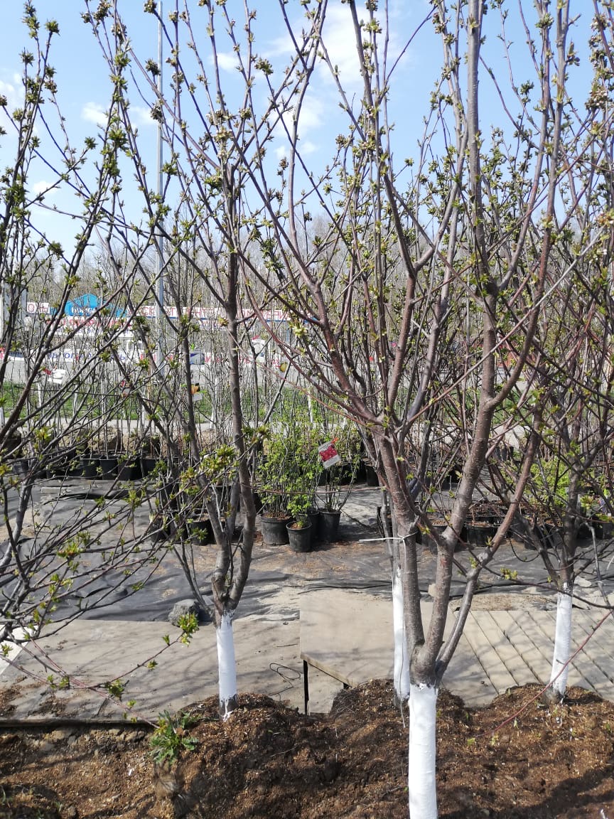 саженцы черешни 5 6 7 лет